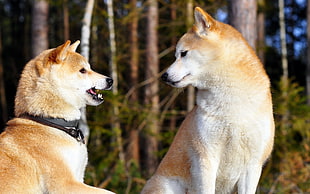 two white and tan wolves